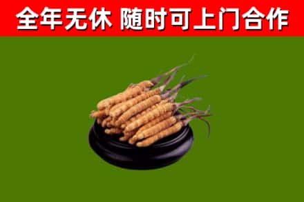 平城区回收散虫草