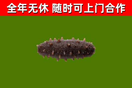 平城区回收海参干